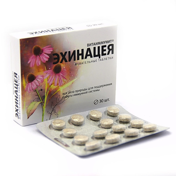 Как Выглядит Эхинацея Фото